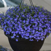 Annual Blue Cascade Lobelia seeds for hanging baskets and containers.