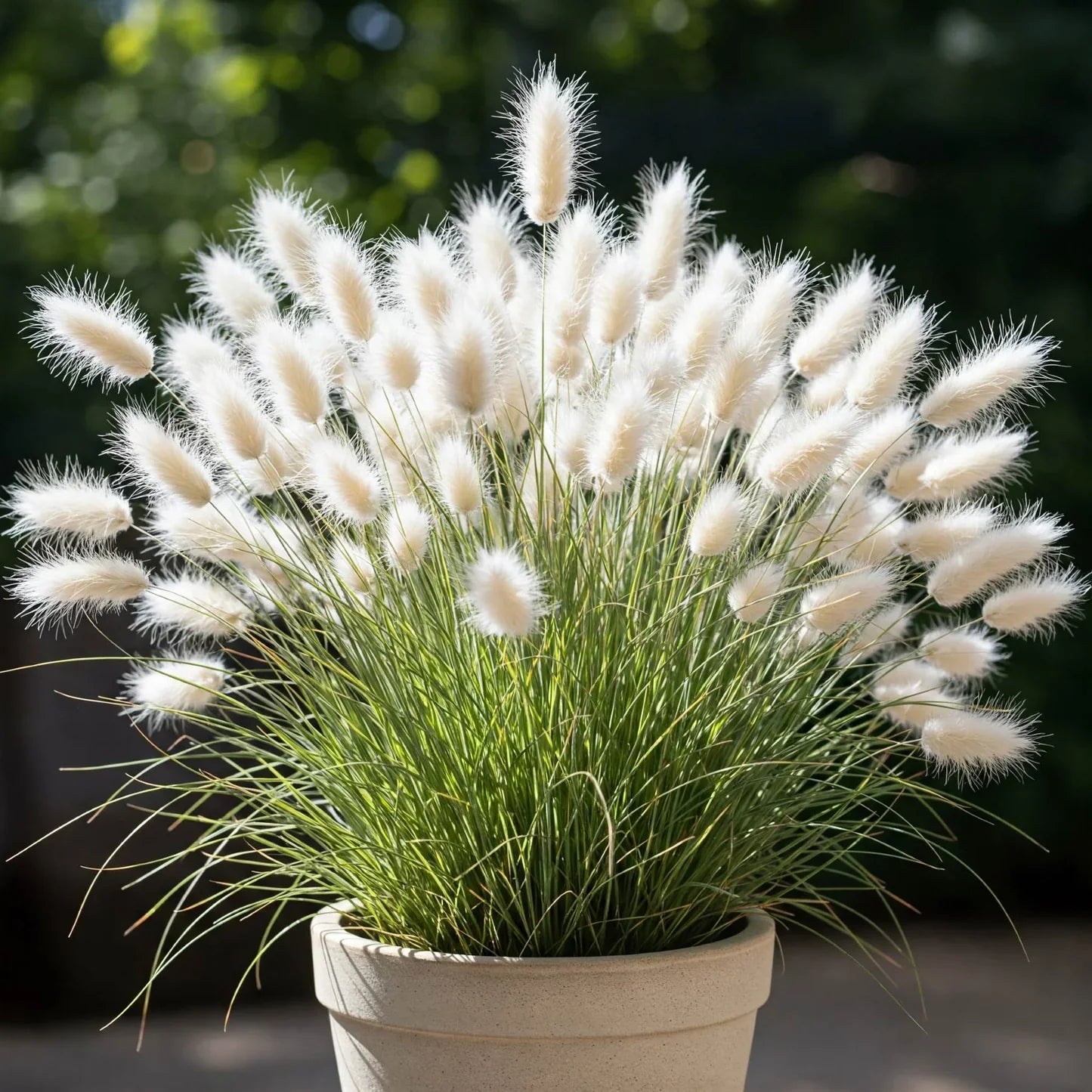 Annual Bunny Tail Grass seeds with fluffy ornamental seed heads.