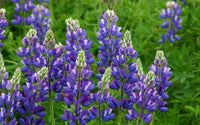 Lupine Popsicle Blue Seeds for Vibrant Lupine Flowers