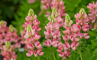 Light Pink Lupine Flower Seeds for Planting Fragrant Blossoms Heirloom & GMO Free Seeds for Home Garden
 
 Sale