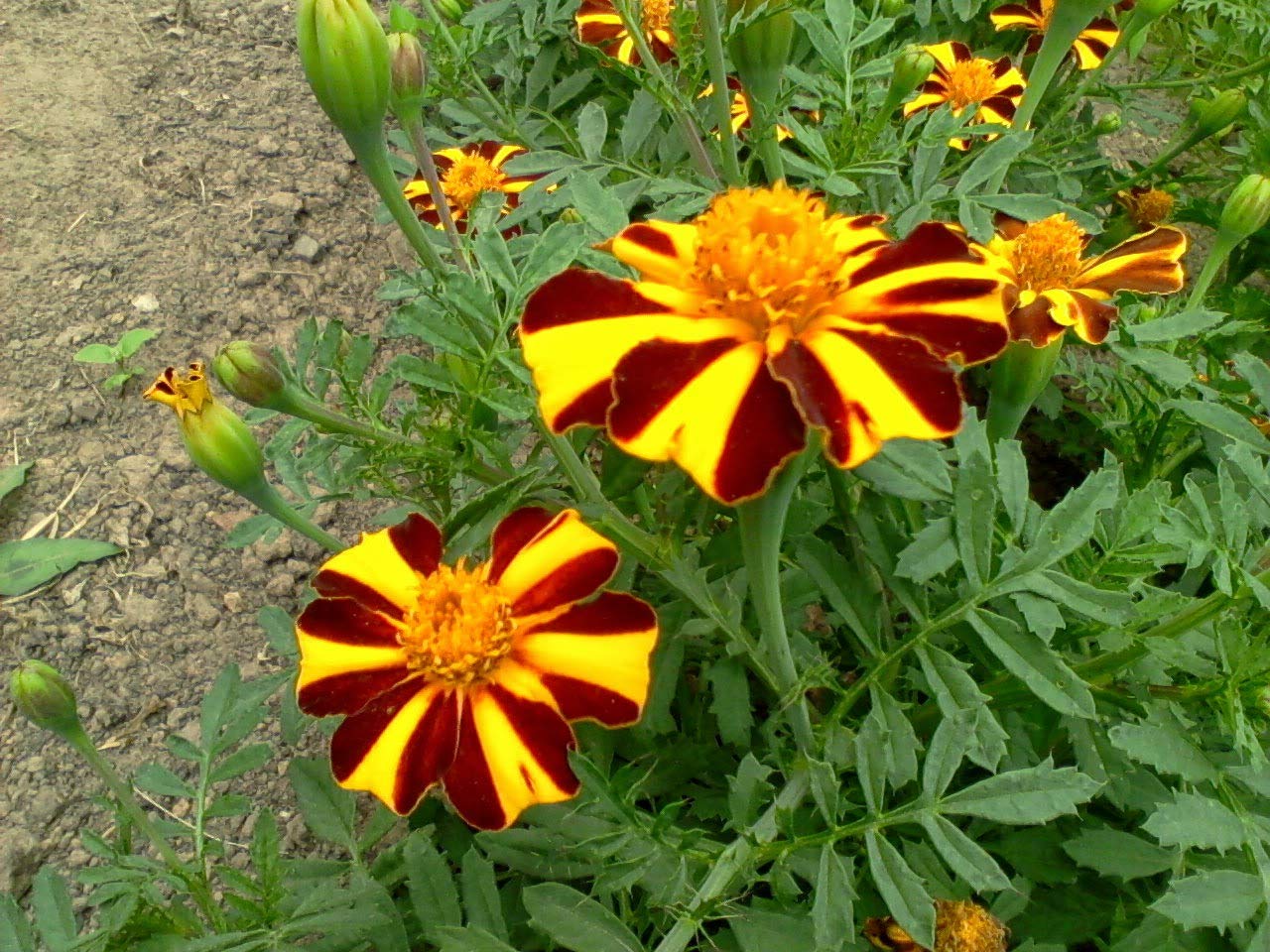 Vibrant marigold plants adding seasonal color to an outdoor flower bed.