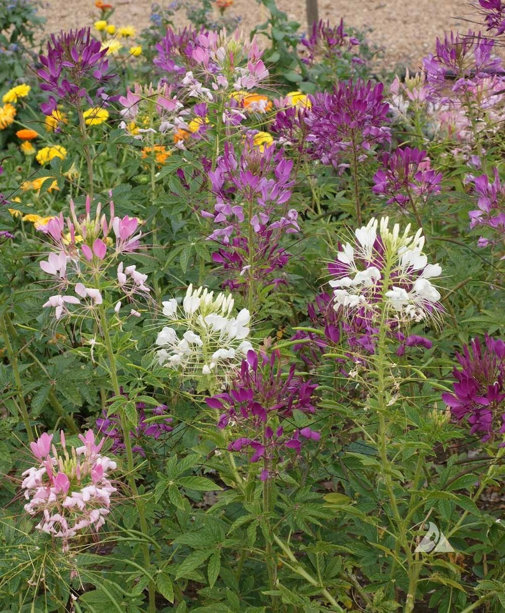 Vibrant Cleome flowers growing in an outdoor flower bed.