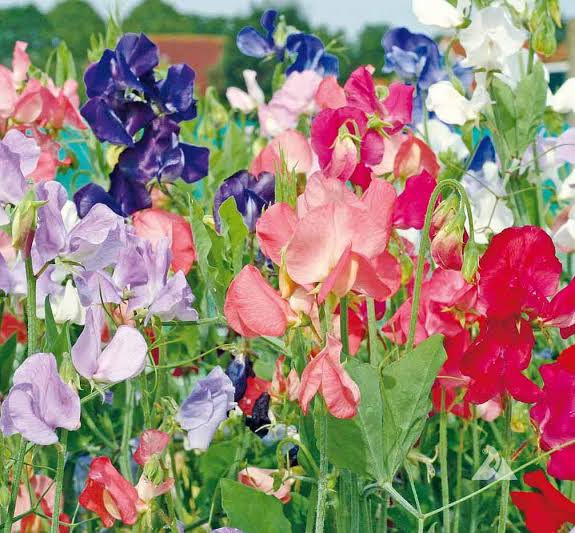 Annual Sweet Pea flower seeds for garden planting