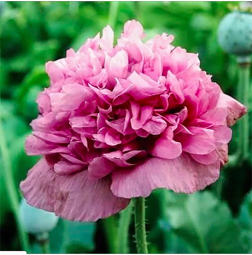 Annual Violetta Blush Poppy Flower Seeds for Planting