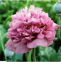 Annual Violetta Blush Poppy Flower Seeds for Planting