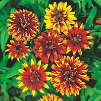 Bright zinnia flowers adding seasonal color to an outdoor garden.