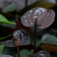 Anthurium Andraeanum Black Variety