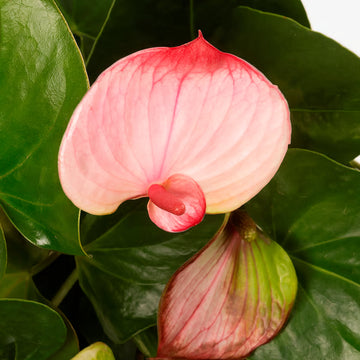 Pink Anthurium Seeds Flower seeds for Planting - Drought Tolerant, Heirloom & GMO Free Seeds for Home Garden