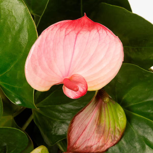 Cream Pink Anthurium Flower Seeds for Easy Planting