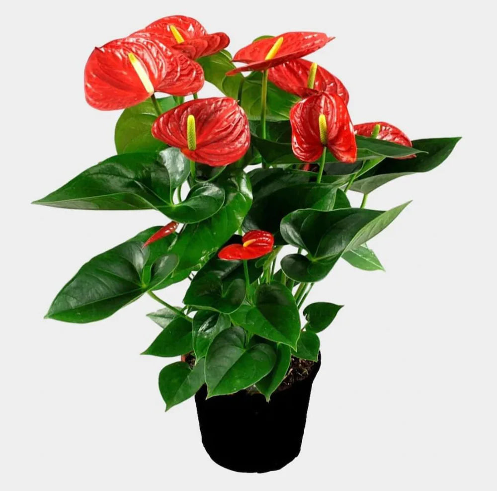Anthurium Seedlings Growing in Moist Soil