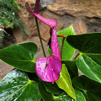 Anthurium Violet Flower Seeds for Planting