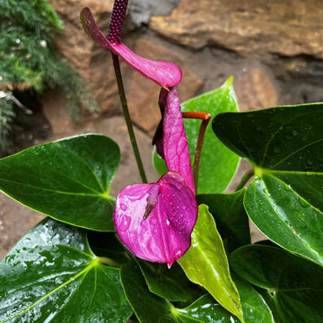 Anthurium Violet Flower Seeds for Planting