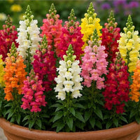 Antirrhinum Majus Snapdragon Mixed Flower Seeds for Planting