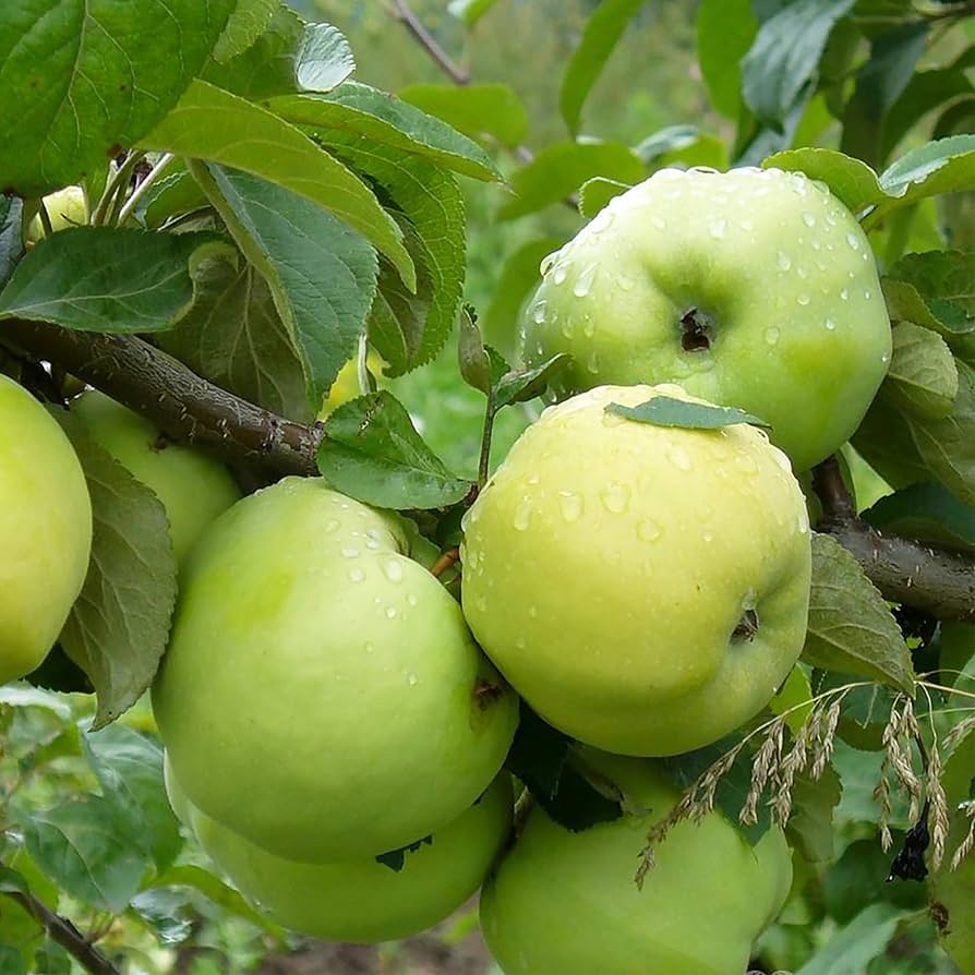 Antonovka apple seeds growing in orchard under full sunlight