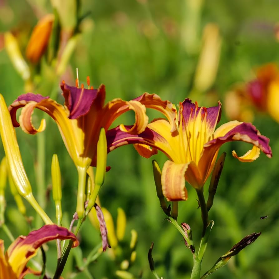 Applique Daylily flowers blooming in a colorful garden bed.