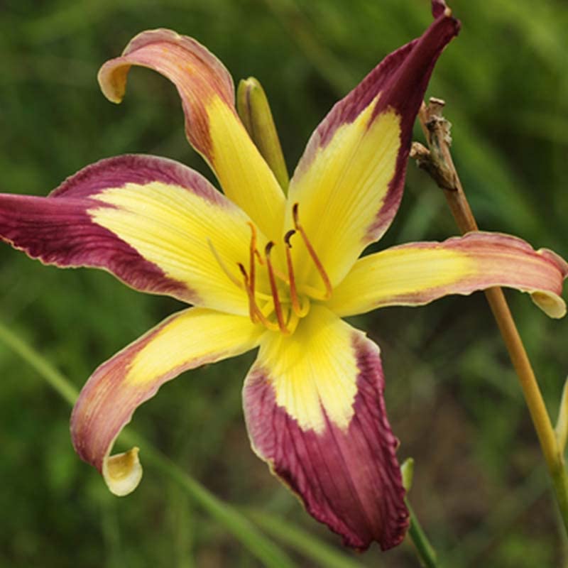 Applique Daylily roots for outdoor garden planting.