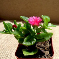Aptenia seeds for lush ground cover planting