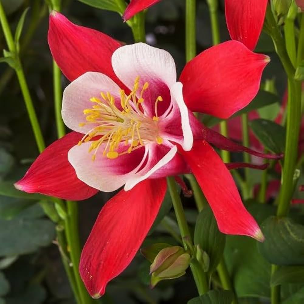 Aquilegia flowers enhancing garden borders