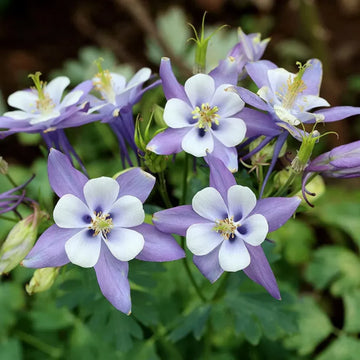 Aquilegia Flower seeds for Planting - Garden Favorite, Heirloom & GMO Free Seeds for Home Garden