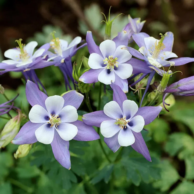 Aquilegia Flower seeds for Planting - Garden Favorite, Heirloom & GMO Free Seeds for Home Garden