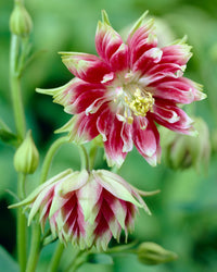 Nora Barlow Columbine Seeds for Elegant, Double Blooms