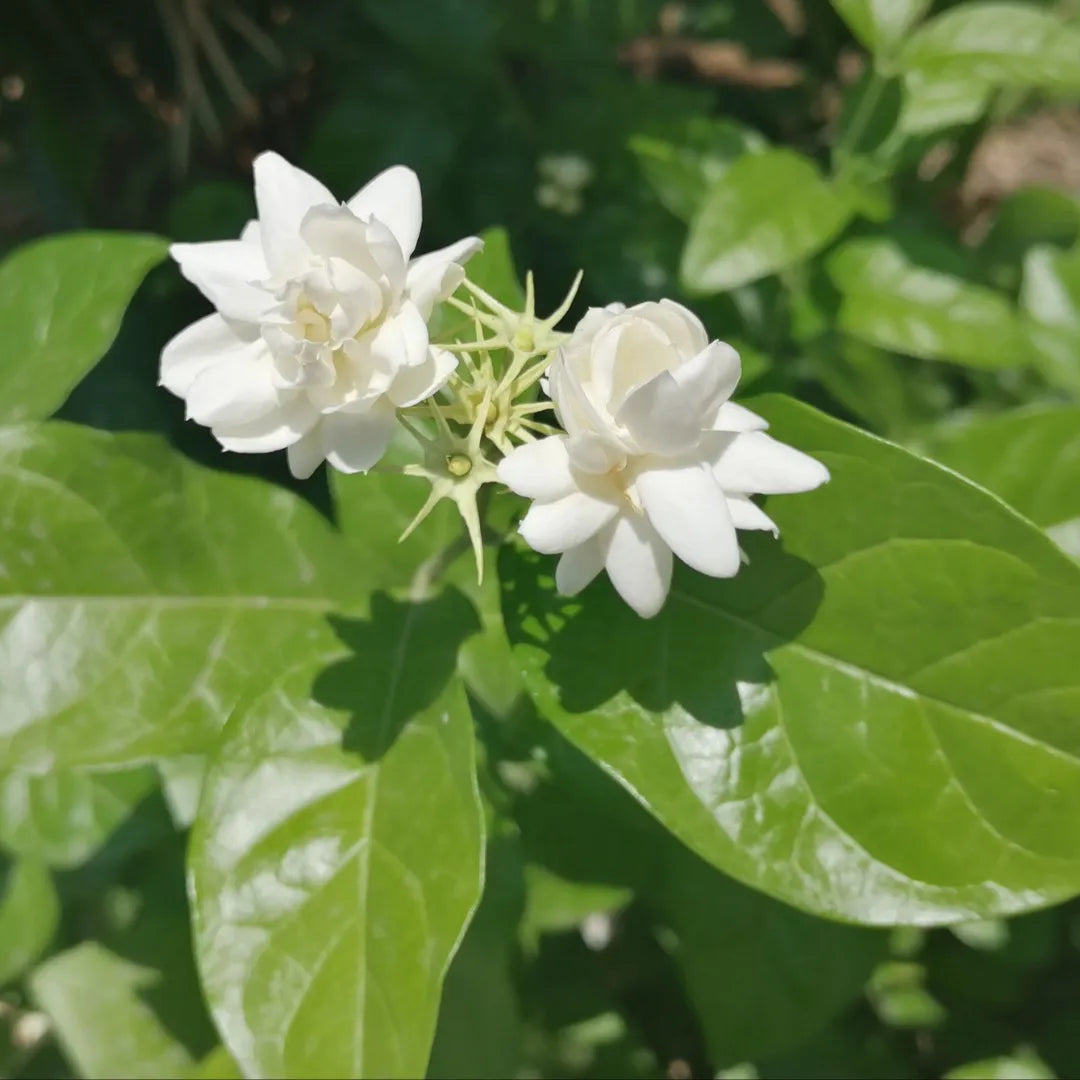 Arabian Jasmine flower seeds for planting with fragrant white blooms