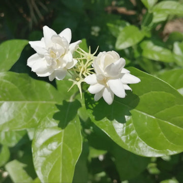 Arabian Jasmine flower seeds for planting with fragrant white blooms