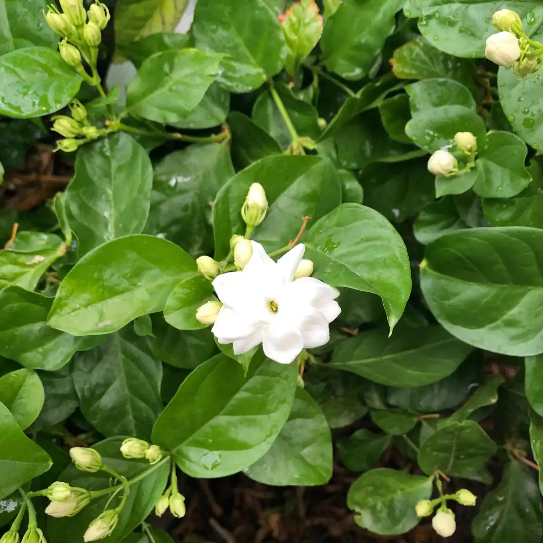 White Arabian Jasmine flowers growing in a home garden