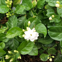 White Arabian Jasmine flowers growing in a home garden