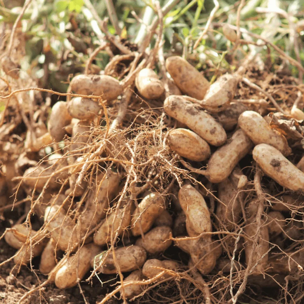 Arachis hypogaea vegetable seeds suitable for kitchen gardens and containers.