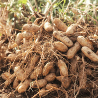 Arachis hypogaea vegetable seeds suitable for kitchen gardens and containers.