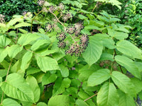 Healthy Aralia Cordata perennial herb growing in a garden bed