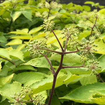 Aralia Cordata Udo herb seeds for planting in a home garden