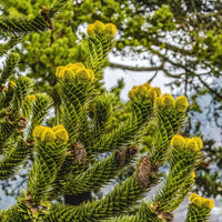 Araucaria araucana Monkey Puzzle Tree seeds for planting in home landscapes.