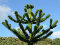 Araucaria araucana ornamental tree seeds for landscape planting.