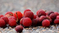 Arbutus Bayberry Fruit Seeds for Planting, Step-by-Step Guide for Growing Red, Sweet Berries