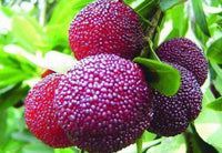 Arbutus Bayberry Tree Growing in Garden, Healthy Tree with Vibrant Red Berries and Glossy Foliage
