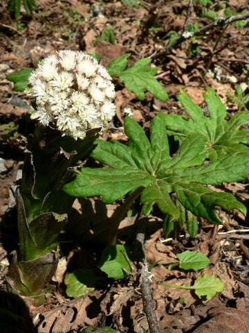 Arctic Sweet Coltsfoot seeds Petasites frigidus growing cold-hardy perennial plants