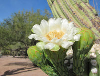 Arizona Flower Seeds for Planting Desert Beauty Collection