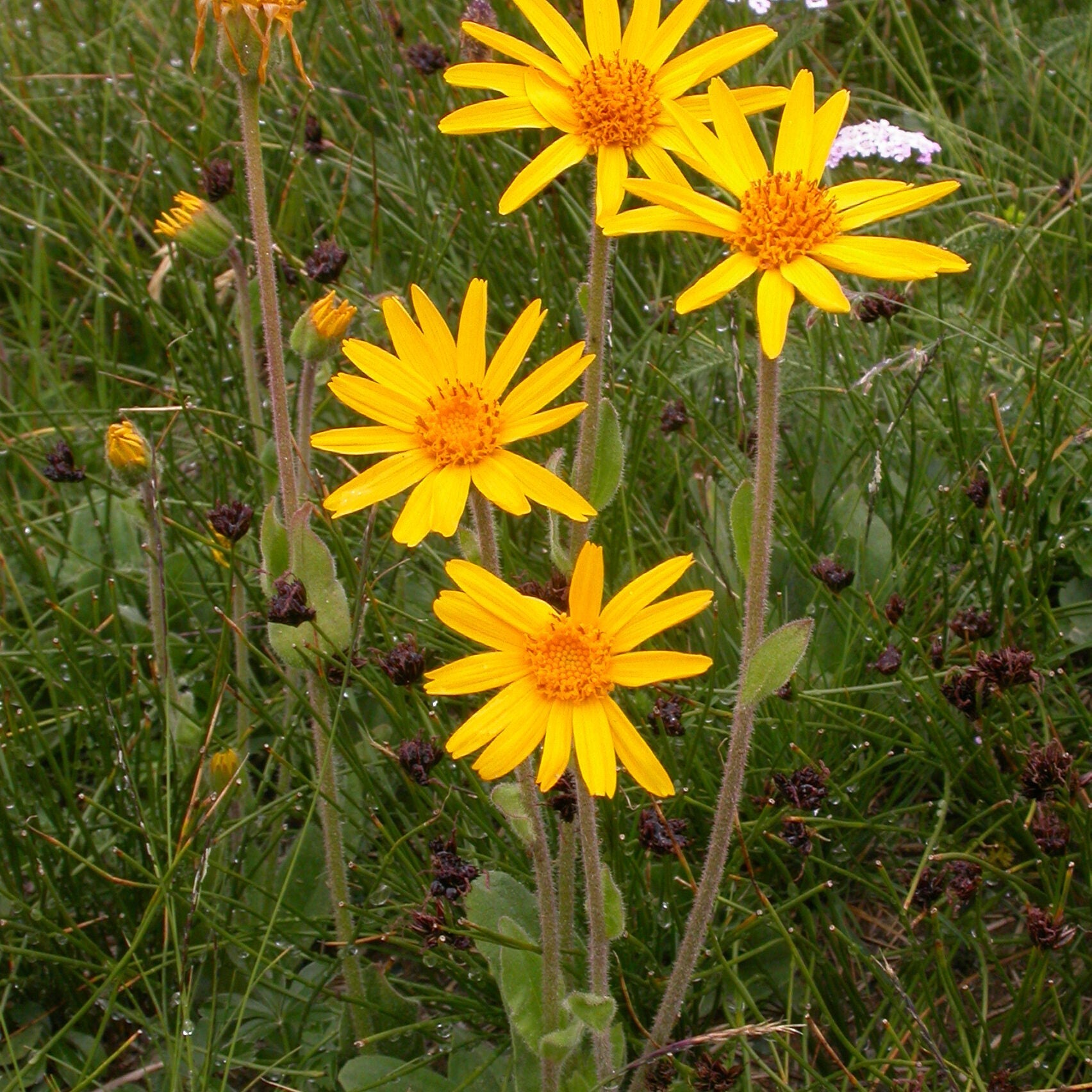 Arnica montana flower seeds suitable for rock gardens, borders, and containers.