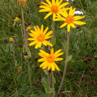 Arnica montana flower seeds suitable for rock gardens, borders, and containers.