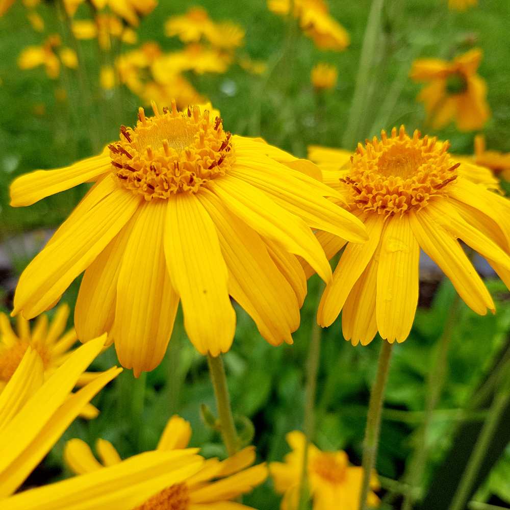 Arnica Montana Herb Seeds for Planting