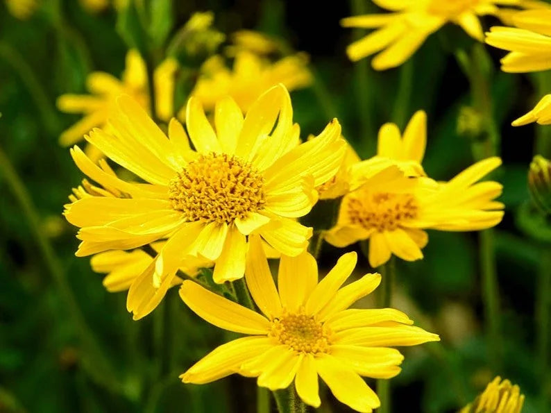 Yellow Meadow Arnica Flower seeds for Planting - Drought Tolerant, Heirloom & GMO Free Seeds for Home Garden