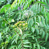 Healthy curry leaves plant growing in a garden container.