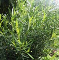 Healthy French Tarragon herb suitable for outdoor and container gardening