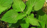 Bushy aromatic Green Shiso leafy growth in warm garden