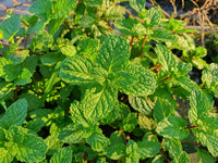 Aromatic spearmint seeds with high germination