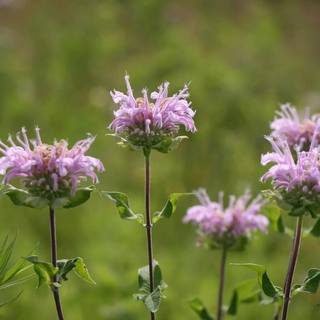 Aromatic Wild Bergamot blooms growing in a sunny garden landscape.