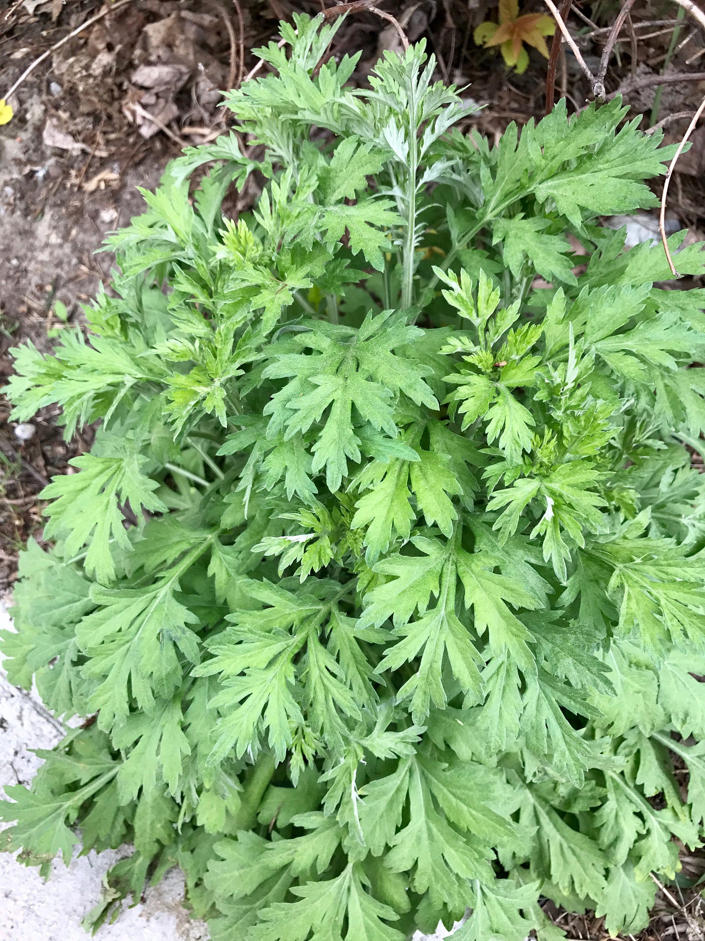 Wild Wormwood Artemisia vulgaris Growing in Full Sun