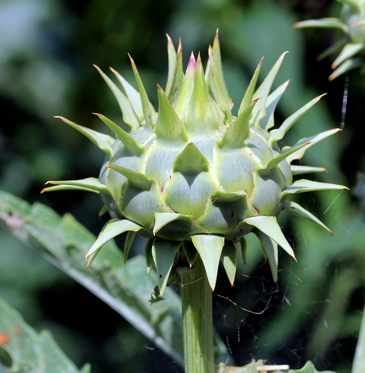 Artichoke Flower Buds on Garden Plant
